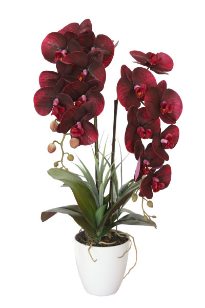 Орхидея бордовая в горшке 29BJ-170-12